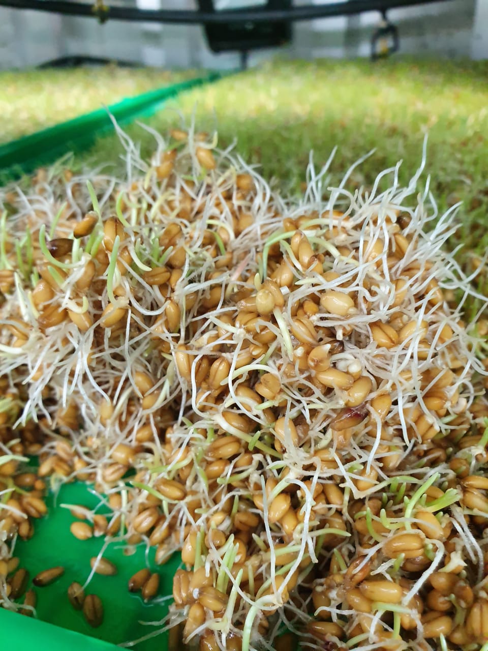 WhatsApp Image 2020-07-11 at 10.11.14 (1).jpeg