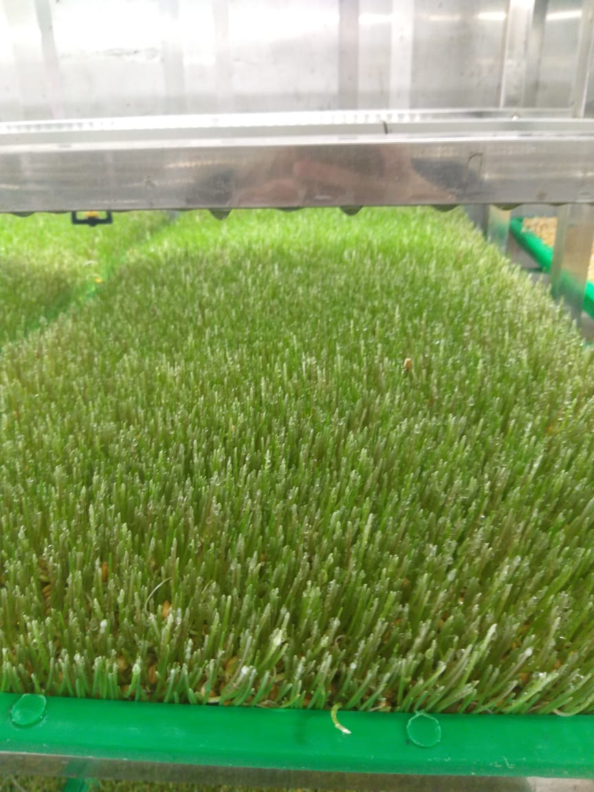 WhatsApp Image 2020-07-16 at 20.26.21 (1).jpeg